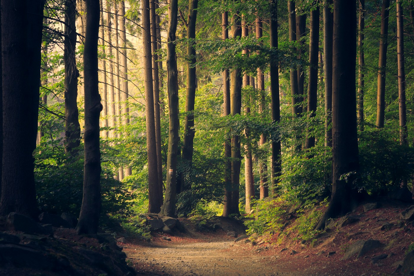 Light filtering through a lush green tree canopy